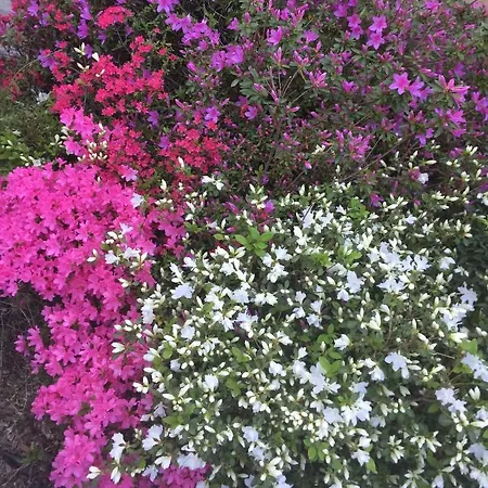 Lavanda Como